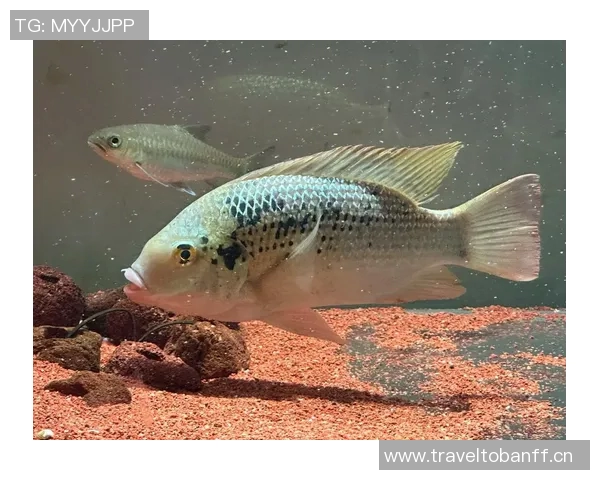 今日趣图：探讨鱼缸中的咸水鱼与淡水鱼共存的可能性与挑战